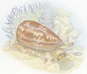 Mollusc Collection: Illustration of Cone Snail (Conus Striatus), drawing prey into mouth below proboscis