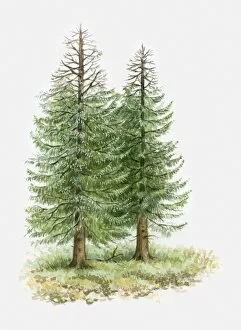 Images Dated 2nd November 2009: Illustration of conifer trees with leafless branches due to drought