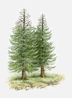 Conifer Prints: Illustration of conifer trees with leafless branches due to drought