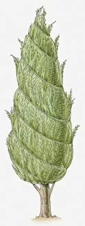 Images Dated 4th April 2011: Illustration of conifer with wire wrapped around it, to protect it in winter