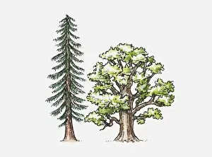 Images Dated 28th April 2010: Illustration of coniferous tree and deciduous, broad-leaved tree