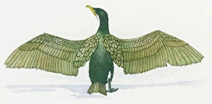 Animal Behaviour Gallery: Illustration of Cormorant (Phalacrocorax) with spread wings