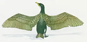 Fragility Prints: Illustration of Cormorant (Phalacrocorax) with spread wings