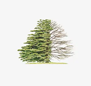 Bare Tree Prints: Illustration of Cornus controversa Variegata Wedding Cake Tree) showing shape of tree with and without leaves