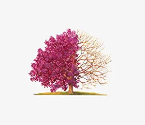 Illustration of Cotinus Grace (Smoke Tree) showing shape with and without leaves