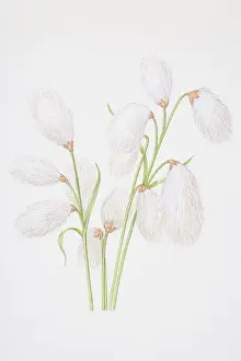 Flower Head Prints: Illustration, Cottongrass (Eriophorum angustifolium)