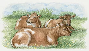 Rain Gallery: Illustration of cows lying down on grass in anticipation of rain