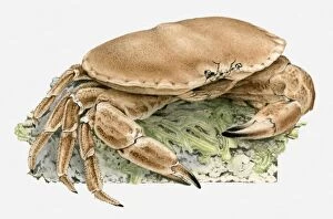 Images Dated 30th March 2010: Illustration of a crab