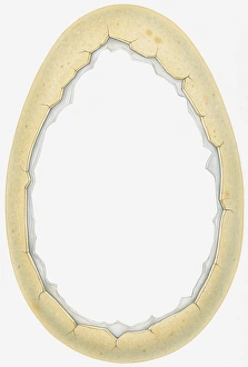 Images Dated 5th November 2008: Illustration of cracks around thick outer shell of empty dinosaur egg