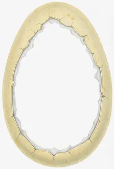 Fragility Prints: Illustration of cracks around thick outer shell of empty dinosaur egg