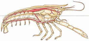 Images Dated 31st October 2008: Illustration of Crayfish (Austropotamobius), showing circulatory system