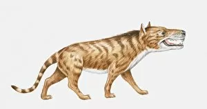 Images Dated 9th April 2010: Illustration of a Creodont (Hyaenodon horridus), Oligocene period