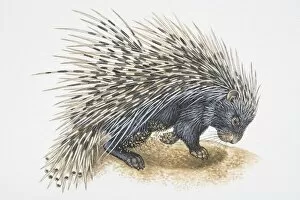 Illustration, Crested Porcupine (Hystrix cristata) digging in ground, side view