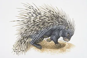 Spiked Gallery: Illustration, Crested Porcupine (Hystrix cristata) digging in ground, side view