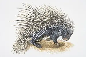 Digging Prints: Illustration, Crested Porcupine (Hystrix cristata) digging in ground, side view