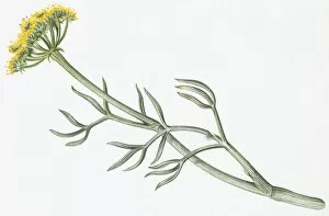 Illustration of Crithmum maritimum (Samphire), a yellow wildflower with green leaves on long stem