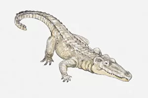 Images Dated 15th April 2010: Illustration of a crocodile