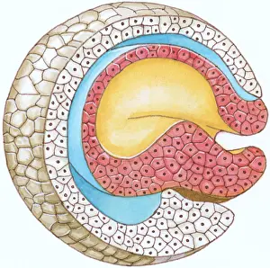 Beginnings Prints: Illustration of cross-section of embryo forming the blastophore