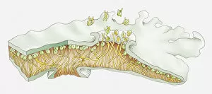 Illustration of cross-section through folicose lichen