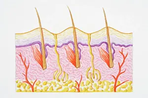 Illustration of cross section of human skin with heat trapped by erect hairs