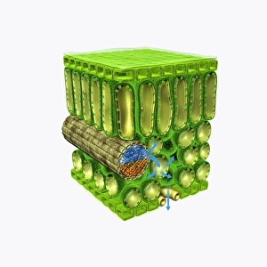 Illustration of cross-section through leaf, showing upper epidermis, palisade mesophyll, xylem vesse Images Dated 24th November 2009: Illustration of cross-section through leaf, showing upper epidermis, palisade mesophyll, xylem vesse