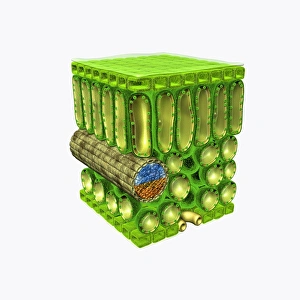 Illustration of cross-section through leaf, showing upper epidermis, palisade mesophyll, xylem vesse Images Dated 24th November 2009: Illustration of cross-section through leaf, showing upper epidermis, palisade mesophyll, xylem vesse