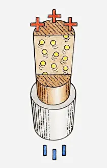 Positive Prints: Illustration of cross-section through metal wire