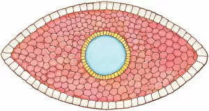 Images Dated 31st October 2008: Illustration of cross section showing how early stage embryo of Flatworm (Phylum Platyhelminthes)