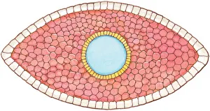 Images Dated 31st October 2008: Illustration of cross section showing how early stage embryo of Flatworm (Phylum Platyhelminthes)
