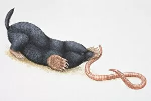 Images Dated 30th August 2006: Illustration, crouching European Mole (Talpidae) catching earthworm in its mouth, side view