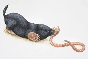 Catching Prints: Illustration, crouching European Mole (Talpidae) catching earthworm in its mouth