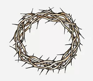 Spiked Gallery: Illustration of Crown Of Thorns