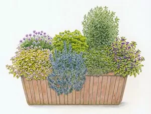 Images Dated 13th July 2009: Illustration of culinary window box planted with Parsley, Chives, Sage, Rosemary, Bay Laurel, Summer
