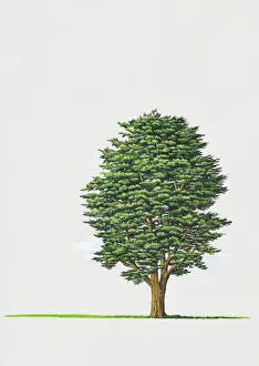 Illustration of Cupressus macrocarpa (Monterey Cypress) tree
