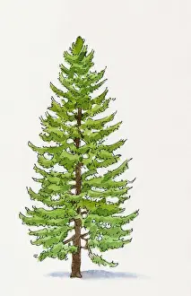 Cupressus Prints: Illustration of Cupressus sempervirens (Mediterranean Cypress)