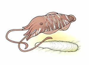Illustration of Cuttlefish and shell on sand