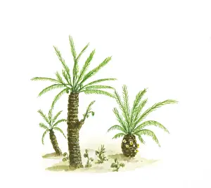 Illustration of cycads with compound green leaves and thick trunks dating from Paleozoic era