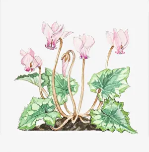 Illustration of Cyclamen hederifolium (Ivy-leaved sowbread), leaves and pink flowers