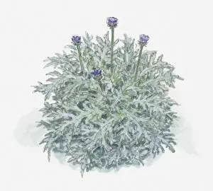 Images Dated 31st March 2011: Illustration of Cynara cardunculus (Cardoon) with purple thistle-like flowers and green leaves
