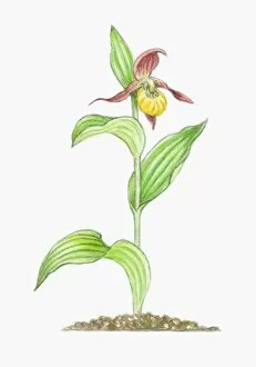 Studio Image Gallery: Illustration of Cypripedium calceolus (Ladys Slipper), yellow and deep red orchid on tall stem with