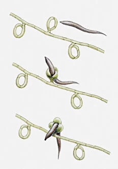 Illustration of Dactylaria fungus trapping and digesting an eelworm, multiple image