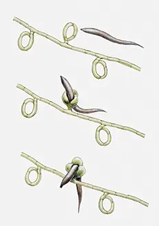 Catching Prints: Illustration of Dactylaria fungus trapping and digesting an eelworm, multiple image