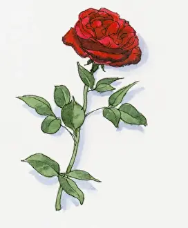 Fragility Prints: Illustration of Damask Rose (Rosa damascena) grown in Isparta
