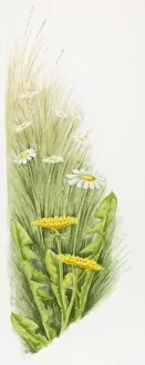 Illustration of Dandelions (Taraxacum officinale) and common European Daisies (Bellis perennis)