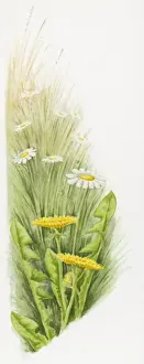 Daisy Prints: Illustration of Dandelions (Taraxacum officinale) and common European Daisies (Bellis perennis)
