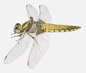Images Dated 30th March 2010: Illustration of a Darter dragonfly (Sympetrum sp.)