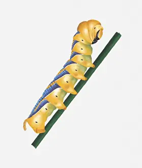 Illustration of Deaths Head Hawk-Moth (Acherontia Atropos) caterpillar on stem