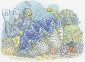 Illustration of deep-sea diver wearing wetsuit looking at Giant Clam (Tridacna gigas), the largest bivalve mollusc