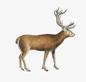 Antler Prints: Illustration of a deer