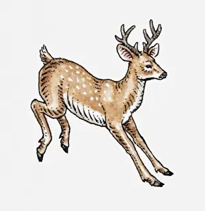 Antler Prints: Illustration of a deer